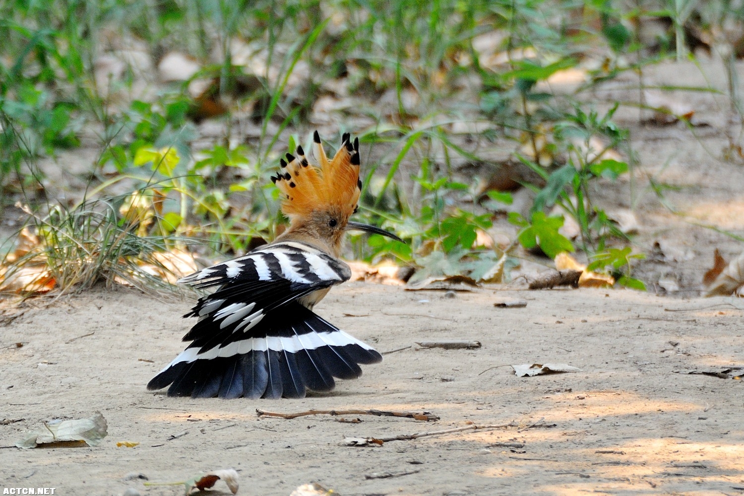 DSC_1633.jpg