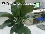 IMG0238A.jpg