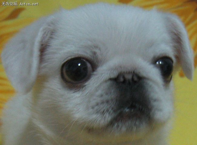 Ƭ 010.jpg
