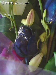 IMG0016A.jpg