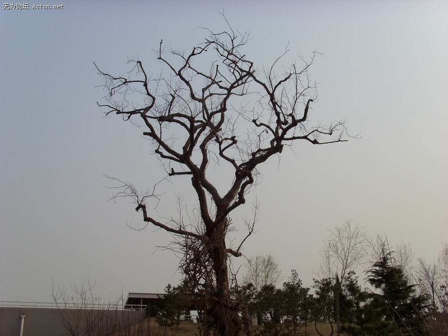 SI850123.JPG