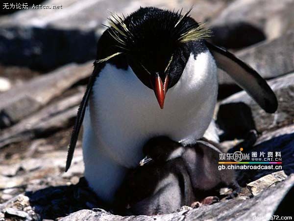 xinsrc_0420502080944562286547[1].jpg