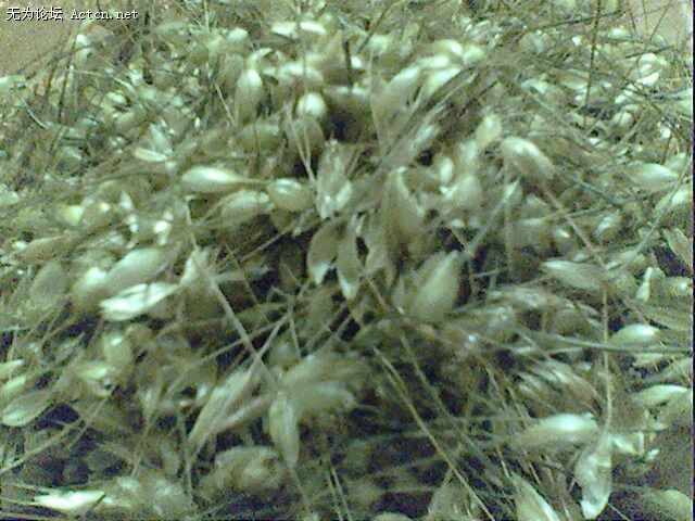 IMG0451A.jpg