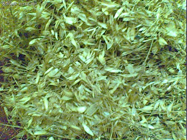 IMG0452A.jpg