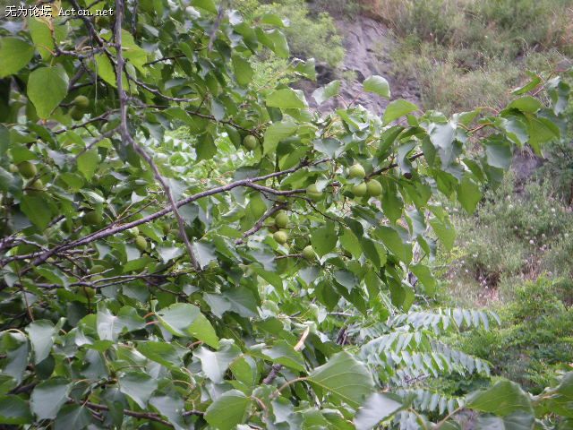 DSCF0185.JPG