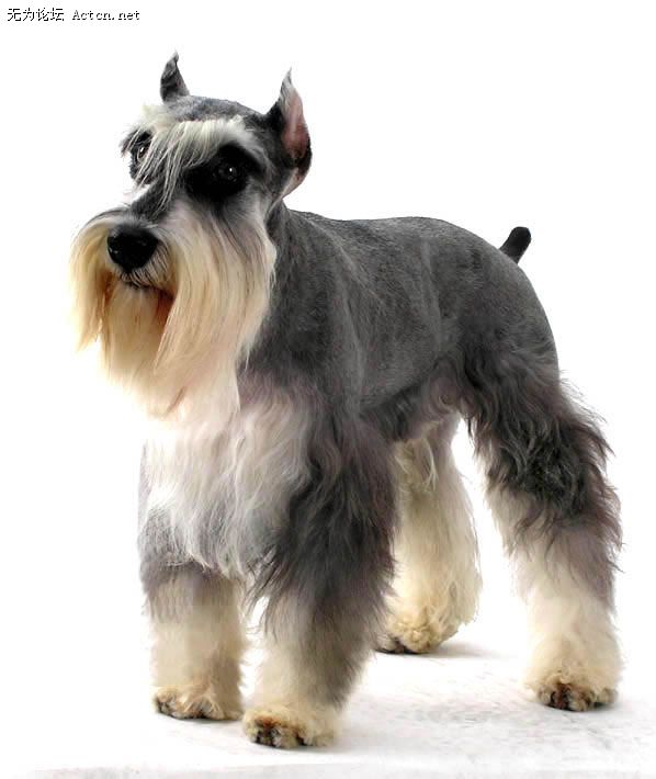 DOG_KENNEL_20063299461.jpg