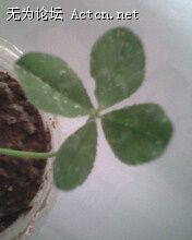 IMG0103A.jpg