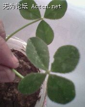 IMG0104A.jpg