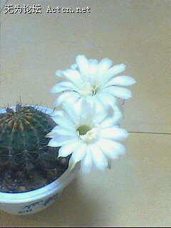 IMG0195A.jpg