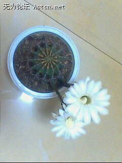 IMG0194A.jpg