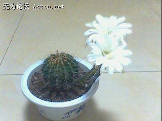IMG0196A.jpg