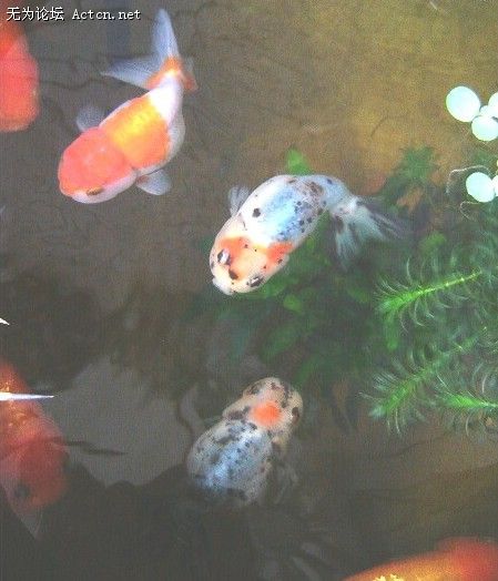 20080330_60d5192f7615ba76188cjHhkAnOCQVeH.jpg