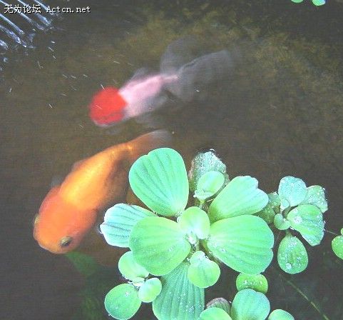 20080330_f338465b0c3402110fc0mKlN4vCyAvsE.jpg