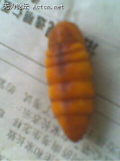 ˵еĲӼ