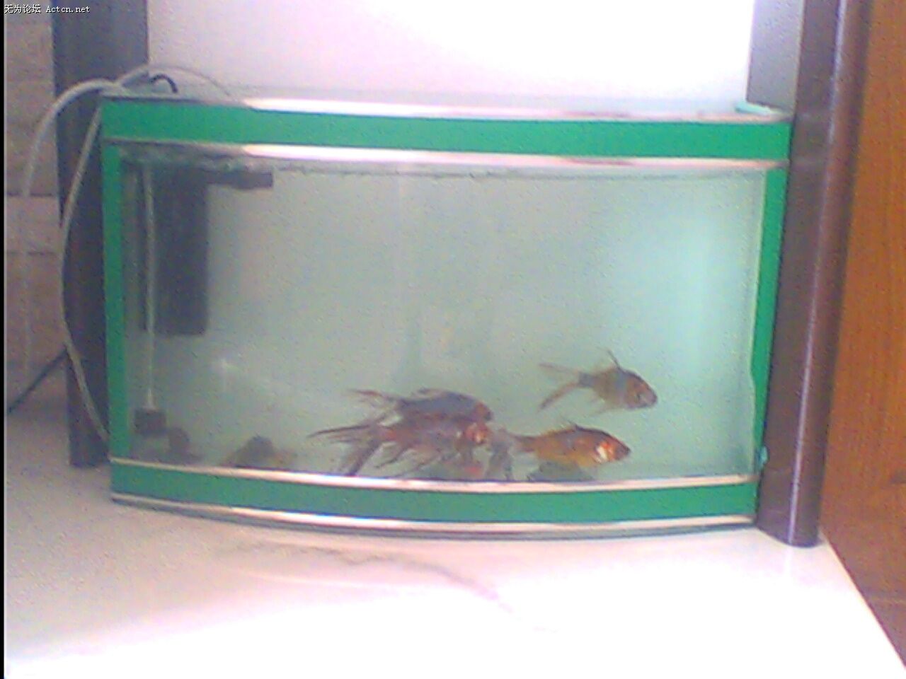 IMG0154A.jpg