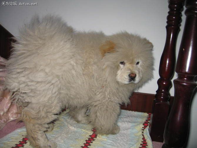 qiuqiu.jpg
