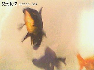 IMG0169A.jpg
