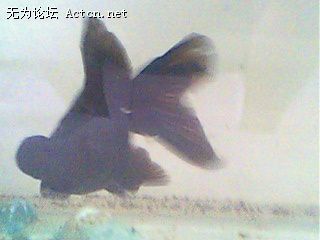 IMG0163A.jpg