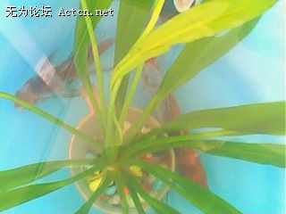 IMG0171A.jpg