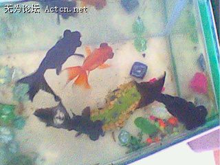 IMG0161A.jpg