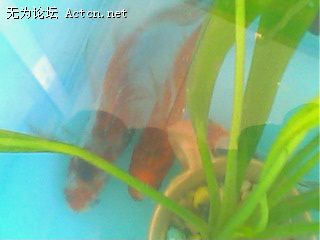 IMG0172A.jpg