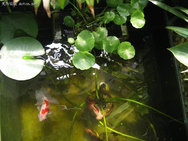 20070411_123b301e497b801dd207icvnsYBM4gas.jpg