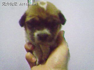 IMG0517A.jpg