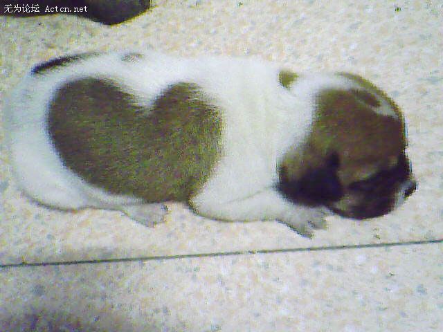 IMG0514A.jpg