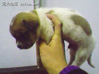 IMG0518A.jpg