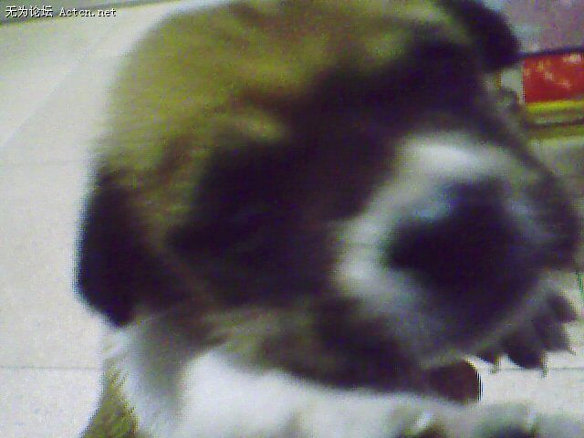 IMG0511A.jpg
