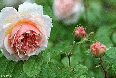 54125cf9t5806bef7fe39.gif
