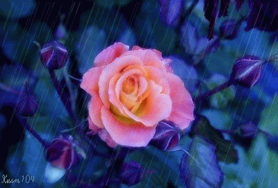 54125cf9t6f33e02af89d.gif