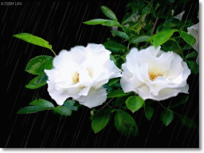 4a84aeac451decaad0580&amp;000.gif