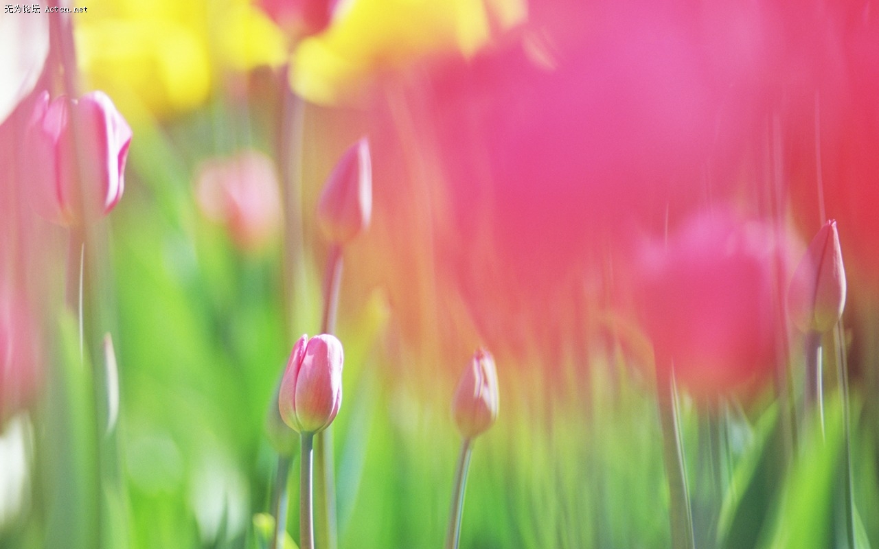 Soft_focus_sweet_romantic_flowers_JK150_350A.jpg