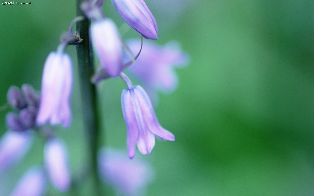 Soft_focus_sweet_romantic_flowers_JK107_350A.jpg