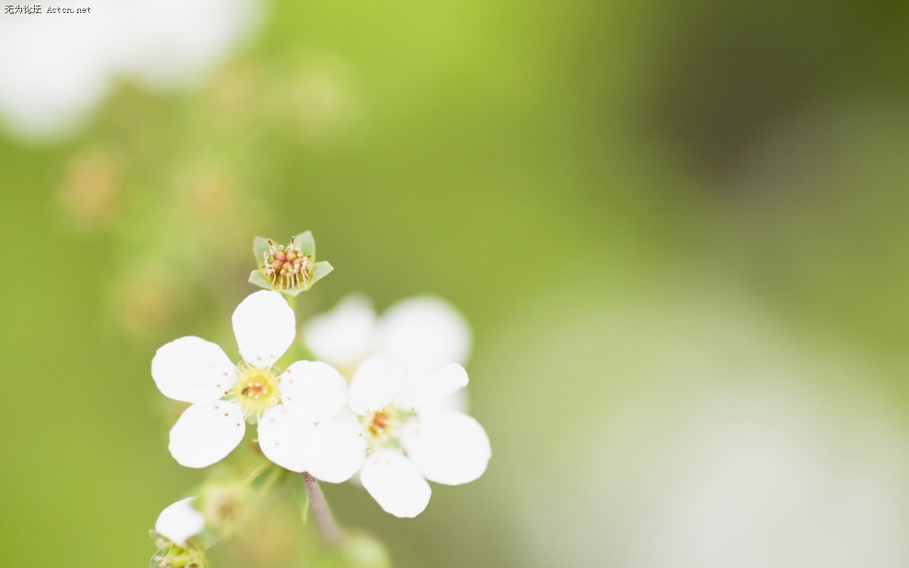Soft_focus_sweet_romantic_flowers_JK082_350A.jpg