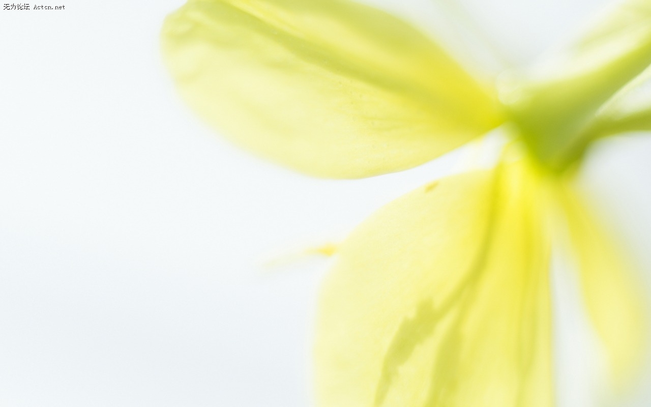 Soft_focus_sweet_romantic_flowers_JK066_350A.jpg