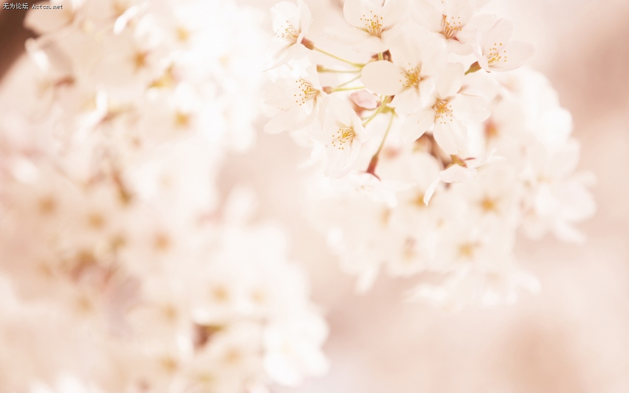 Soft_focus_sweet_romantic_flowers_JK196_350A.jpg