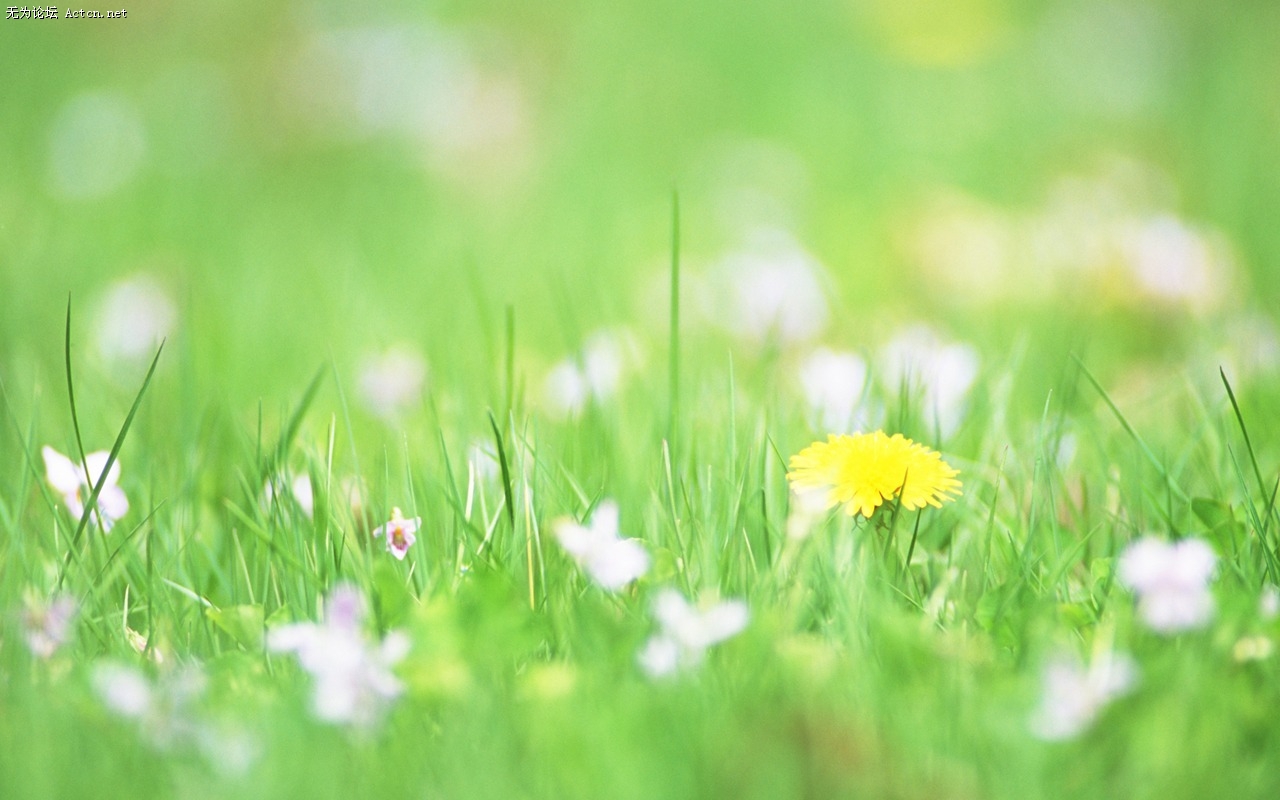 Soft_focus_sweet_romantic_flowers_JK116_350A.jpg