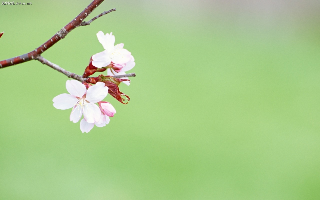 Soft_focus_sweet_romantic_flowers_JK081_350A.jpg