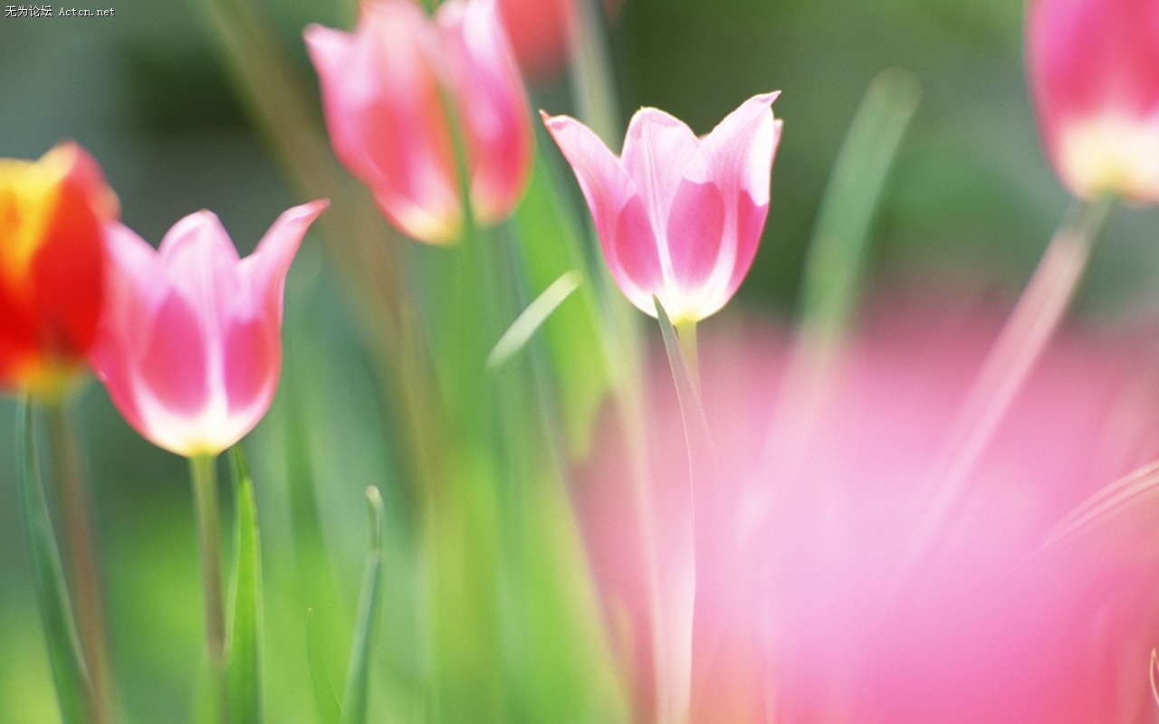 Soft_focus_sweet_romantic_flowers_JK149_350A.jpg