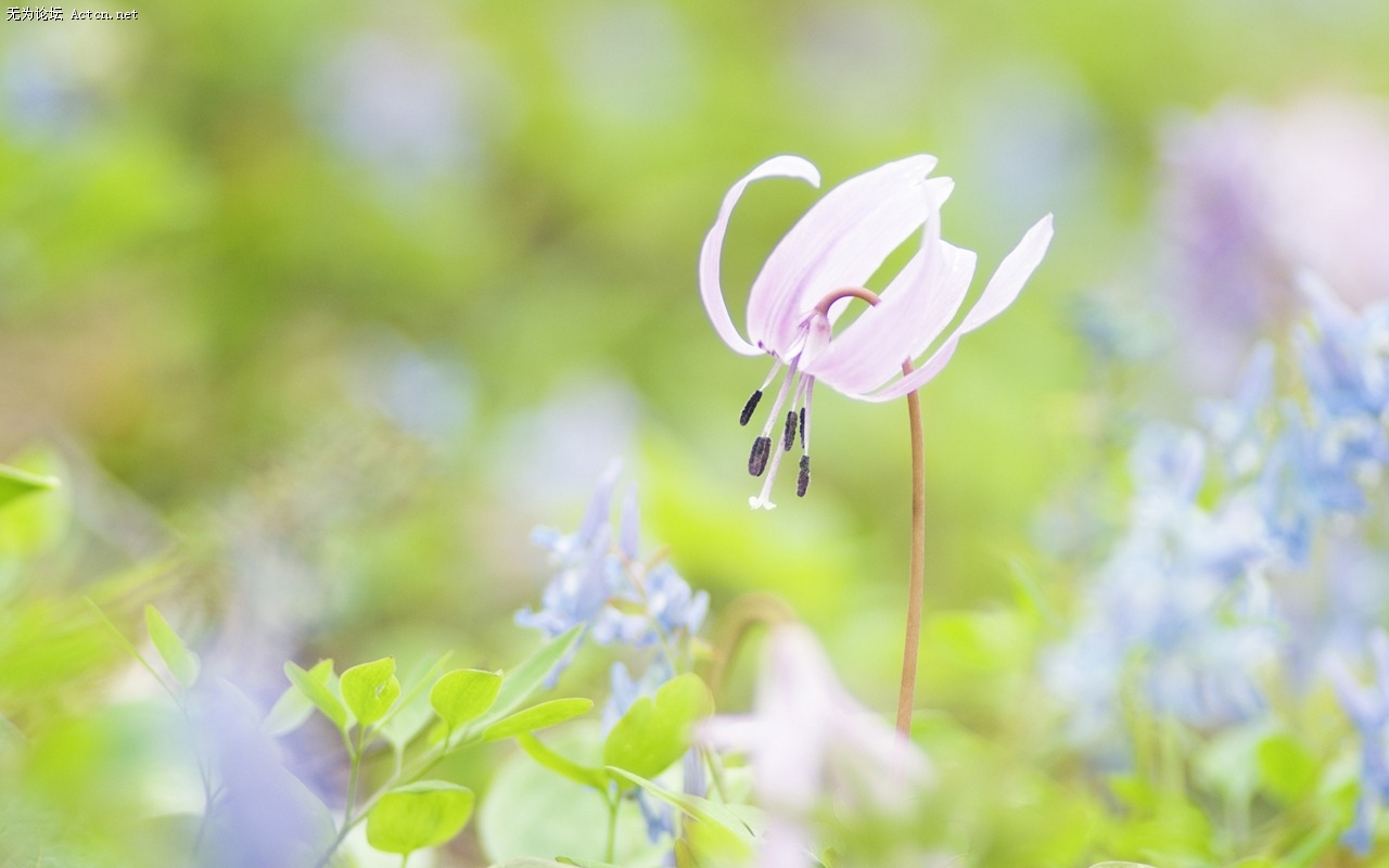 Soft_focus_sweet_romantic_flowers_JK040_350A.jpg