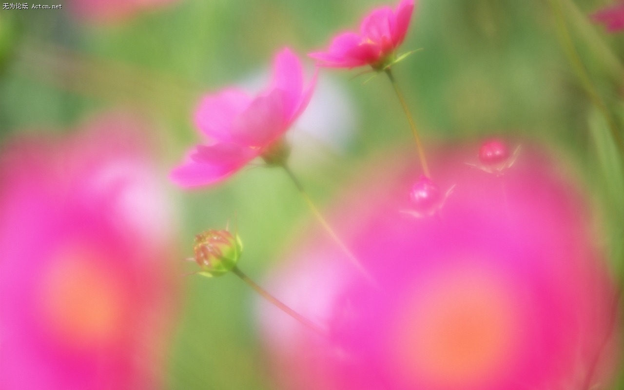 Soft_focus_sweet_romantic_flowers_JK148_350A.jpg