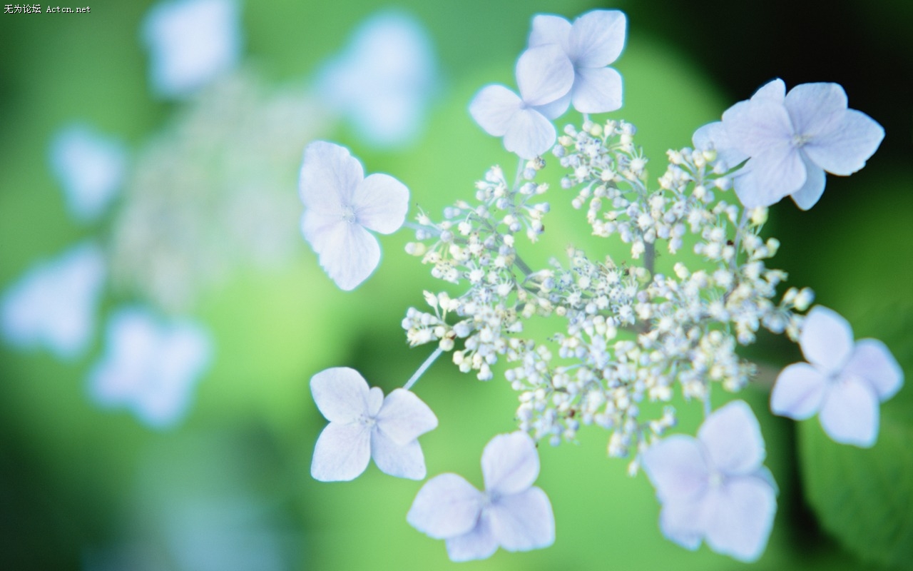 Soft_focus_sweet_romantic_flowers_JK109_350A.jpg