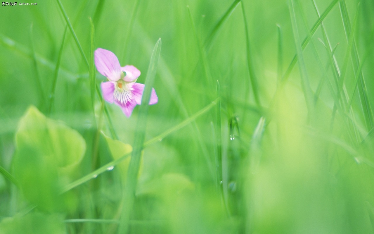 Soft_focus_sweet_romantic_flowers_JK101_350A.jpg