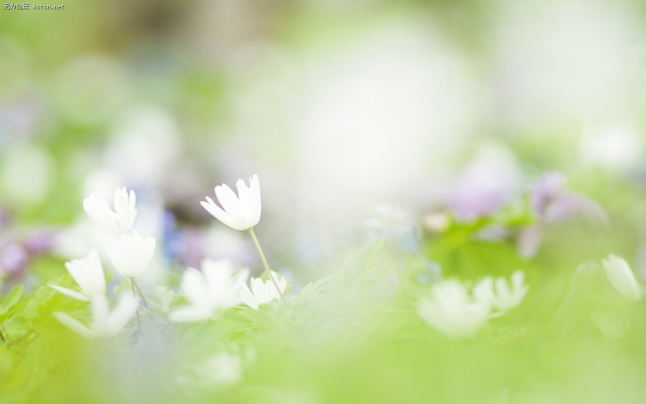 Soft_focus_sweet_romantic_flowers_JK039_350A.jpg