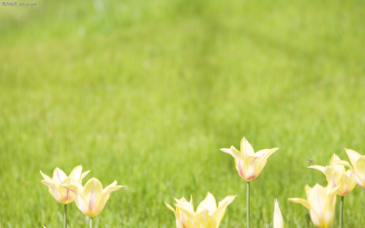 Soft_focus_sweet_romantic_flowers_JK086_350A.jpg