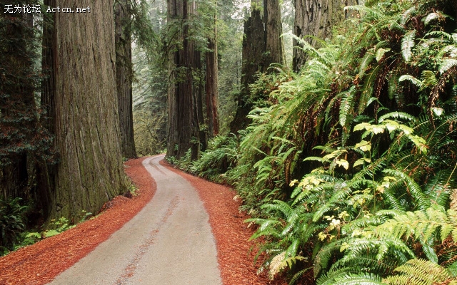 Redwood National Park California ݣɼҹ԰.jpg