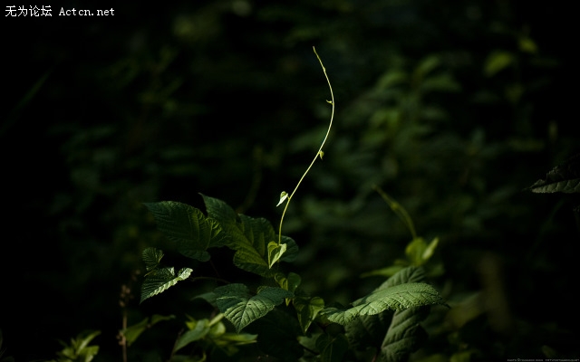through_my_lens_summer_solitude.jpg