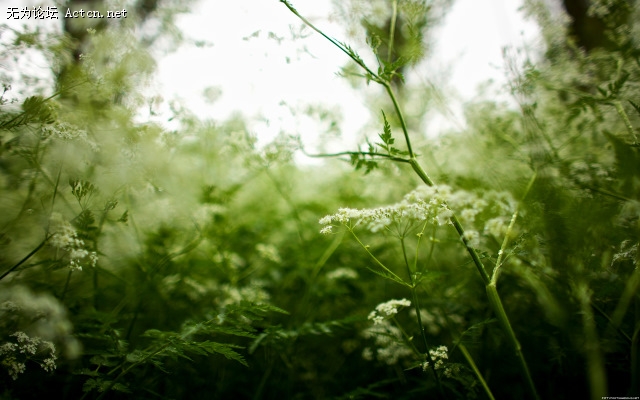 through_my_lens_through_the_flowers_three.jpg